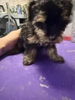 Girl 2, a female Yorkipoo for sale in Hoboken, NJ – Photo 3 of 4