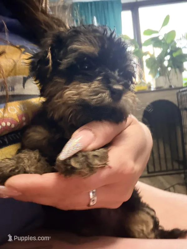 Girl 2 – Yorkipoo puppy for sale in Hoboken, NJ