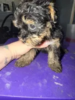 Girl 2, a female Yorkipoo for sale in Hoboken, NJ – Photo 4 of 4
