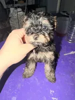 Girl 2, a female Yorkipoo for sale in Hoboken, NJ – Photo 2 of 4