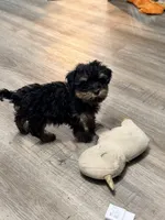 Girl 2, a female Yorkipoo for sale in Hoboken, NJ – Photo 5 of 6