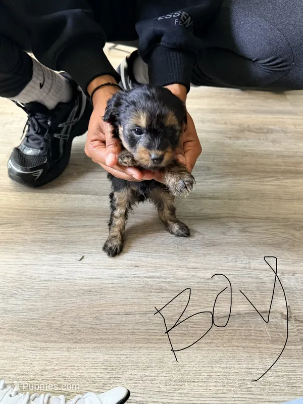 Boy 1  – Yorkipoo puppy for sale in Hoboken, NJ