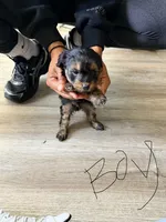 Boy 1 , a male Yorkipoo for sale in Hoboken, NJ – 1 of 5
