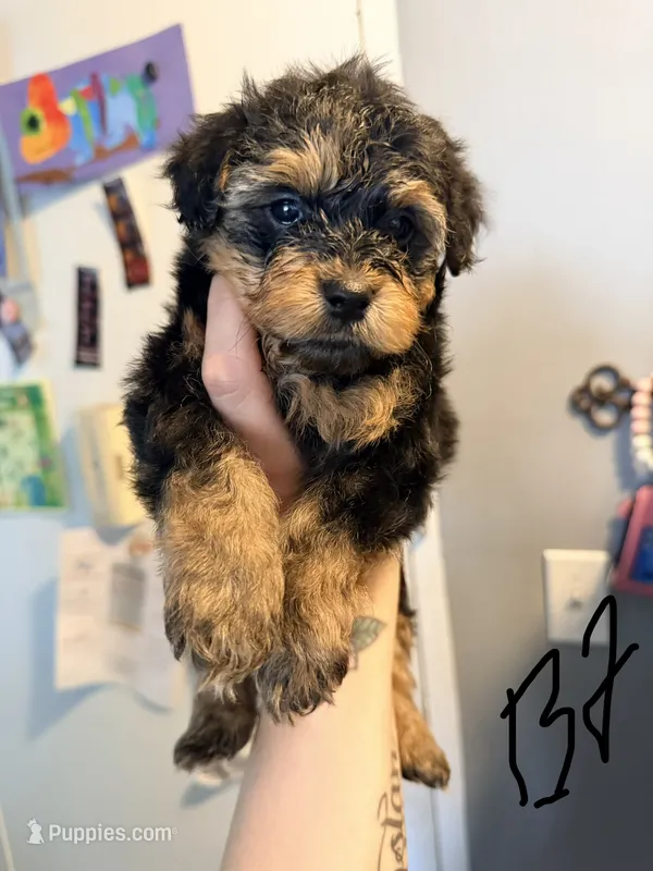 Boy 2  – Yorkipoo puppy for sale in Hoboken, NJ
