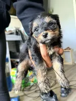 Girl 1, a female Yorkipoo for sale in Hoboken, NJ – 1 of 3