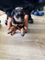 Girl 3 , a female Yorkipoo for sale in Hoboken, NJ – 4 of 5