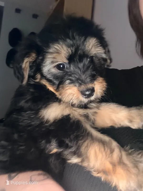 Boy 2  – Yorkipoo puppy for sale in Hoboken, NJ