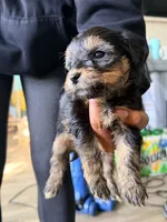 Girl 1, a female Yorkipoo for sale in Hoboken, NJ – 2 of 3