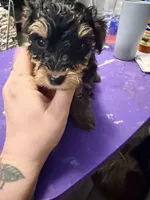 Boy puppy, a male Yorkipoo for sale in Hoboken, NJ – Photo 3 of 5