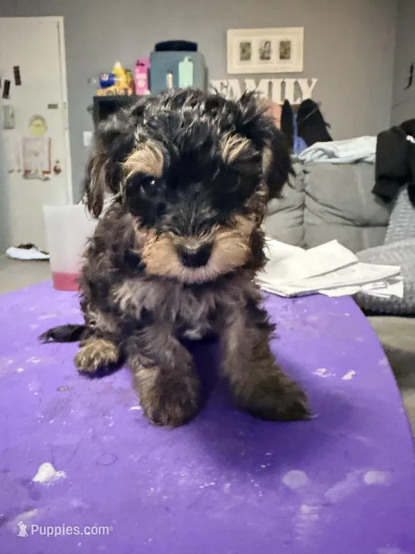 Boy puppy – Yorkipoo puppy for sale in Hoboken, NJ