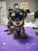 Boy puppy, a male Yorkipoo for sale in Hoboken, NJ – Photo 1 of 5