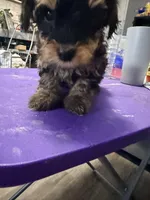 Boy puppy, a male Yorkipoo for sale in Hoboken, NJ – Photo 4 of 5