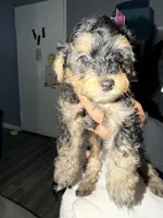Boy puppy, a male Yorkipoo for sale in Hoboken, NJ – Photo 6 of 8