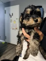 Boy puppy, a male Yorkipoo for sale in Hoboken, NJ – Photo 7 of 8