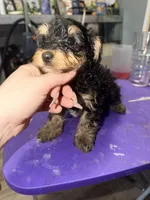 Boy puppy, a male Yorkipoo for sale in Hoboken, NJ – Photo 2 of 5