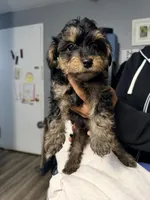 Boy puppy, a male Yorkipoo for sale in Hoboken, NJ – Photo 8 of 8