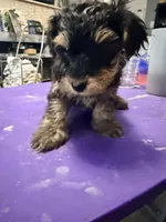 Boy puppy, a male Yorkipoo for sale in Hoboken, NJ – Photo 5 of 5