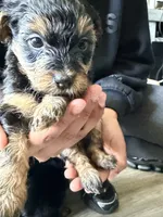 Girl 2 , a female Yorkipoo for sale in Hoboken, NJ – 2 of 4
