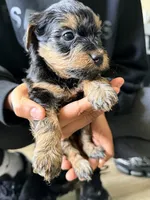 Girl 2 , a female Yorkipoo for sale in Hoboken, NJ – 4 of 4