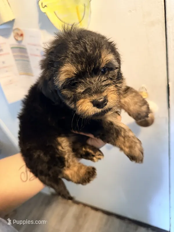 Boy 1  – Yorkipoo puppy for sale in Hoboken, NJ