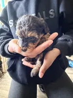 Boy 2 , a male Yorkipoo for sale in Hoboken, NJ – 3 of 3