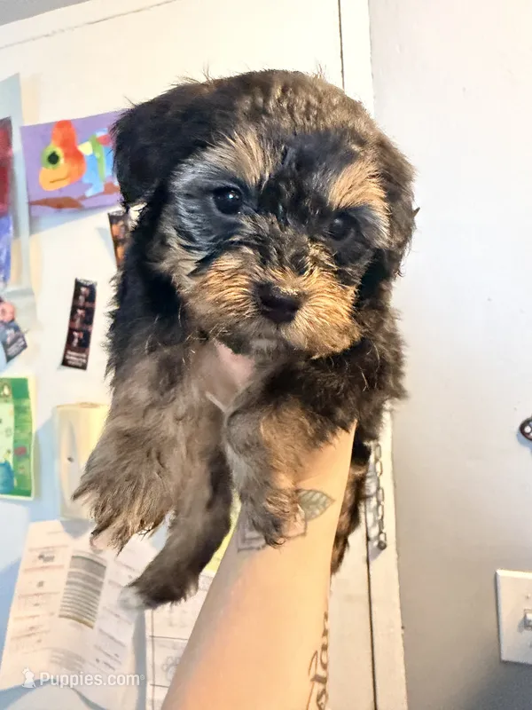 Girl 3  – Yorkipoo puppy for sale in Hoboken, NJ
