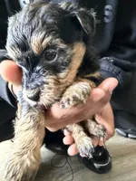 Girl 2 , a female Yorkipoo for sale in Hoboken, NJ – 3 of 4