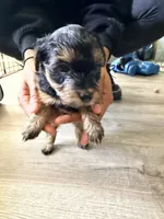 Girl 3 , a female Yorkipoo for sale in Hoboken, NJ – 1 of 5