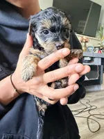 Girl 3 , a female Yorkipoo for sale in Hoboken, NJ – 3 of 5