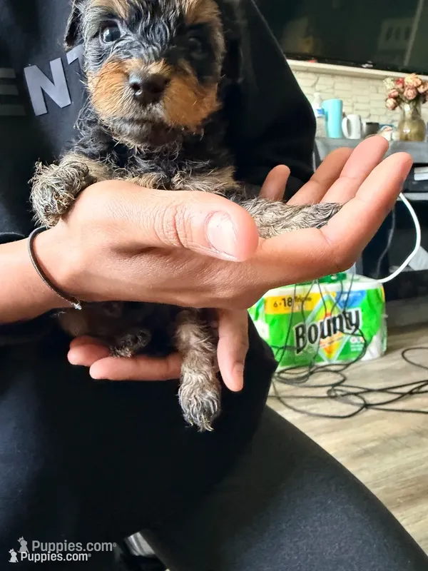 Boy 2  – Yorkipoo puppy for sale in Hoboken, NJ