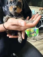 Boy 2 , a male Yorkipoo for sale in Hoboken, NJ – 2 of 3