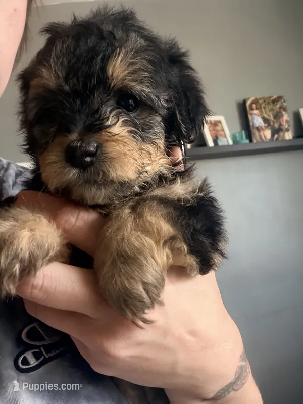 Girl 2  – Yorkipoo puppy for sale in Hoboken, NJ