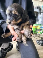 Boy 1 , a male Yorkipoo for sale in Hoboken, NJ – 2 of 5