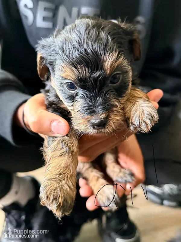 Girl 2  – Yorkipoo puppy for sale in Hoboken, NJ