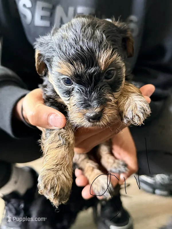 Girl 2  – Yorkipoo puppy for sale in Hoboken, NJ