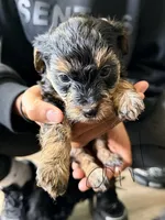 Girl 2 , a female Yorkipoo for sale in Hoboken, NJ – 1 of 4