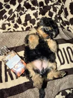Girl 1, a female Yorkipoo for sale in Hoboken, NJ – Photo 5 of 5