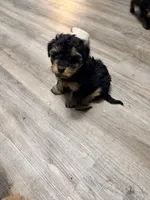 Girl 1, a female Yorkipoo for sale in Hoboken, NJ – Photo 8 of 9
