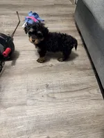 Girl 1, a female Yorkipoo for sale in Hoboken, NJ – Photo 6 of 9