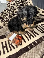 Girl 1, a female Yorkipoo for sale in Hoboken, NJ – Photo 2 of 5