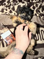 Girl 1, a female Yorkipoo for sale in Hoboken, NJ – Photo 4 of 5