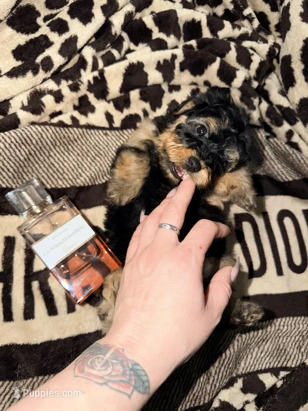 Girl 1 – Yorkipoo puppy for sale in Hoboken, NJ