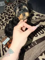 Girl 1, a female Yorkipoo for sale in Hoboken, NJ – Photo 3 of 5