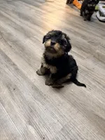 Girl 1, a female Yorkipoo for sale in Hoboken, NJ – Photo 9 of 9
