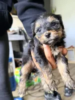 Girl 1, a female Yorkipoo for sale in Hoboken, NJ – 3 of 3