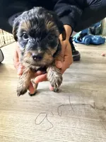 Girl 3 , a female Yorkipoo for sale in Hoboken, NJ – 2 of 5