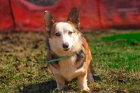 Ophelia (AKC) **NBT**, a female Pembroke Welsh Corgi for sale in Afton, NY – Photo 2 of 4