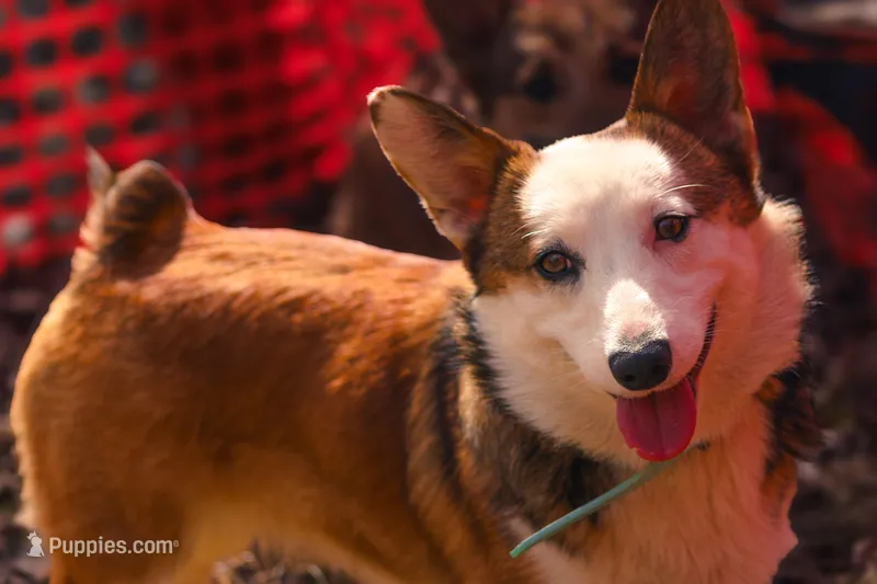 Ophelia (AKC) **NBT** – Pembroke Welsh Corgi puppy for sale in Afton, NY