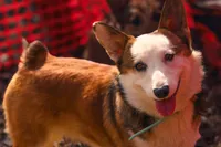 Ophelia (AKC) **NBT**, a female Pembroke Welsh Corgi for sale in Afton, NY – Photo 1 of 4