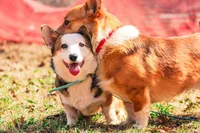 Ophelia (AKC) **NBT**, a female Pembroke Welsh Corgi for sale in Afton, NY – Photo 4 of 4